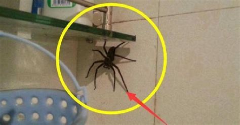 束香 為什麼家裡有蜘蛛
